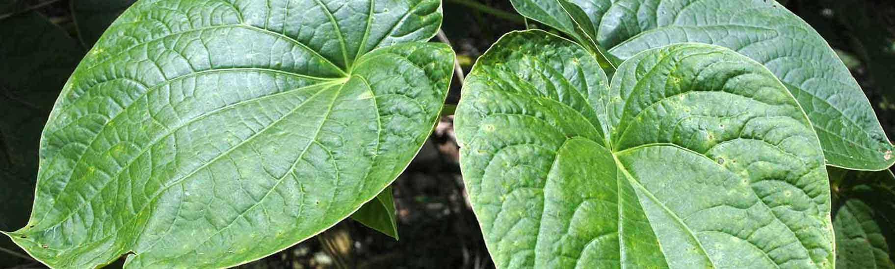 kava leaves