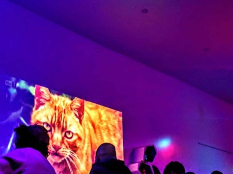 bar at night with projection of a cat